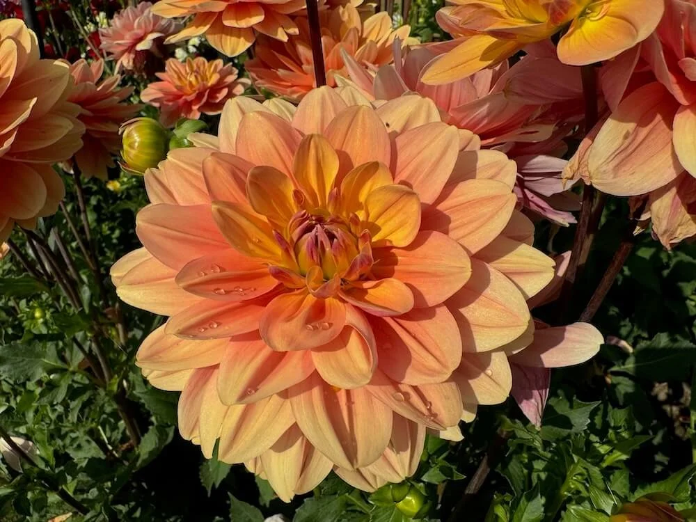 Dahlia 'My Forever' — Northwest Blooms